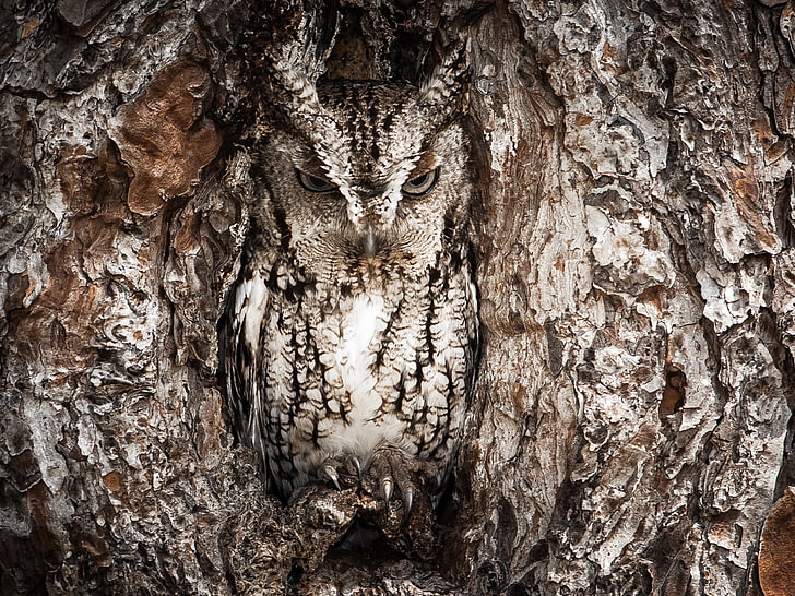 brown great-horned owl, owl, animals, camouflage, trees, birds, HD wallpaper