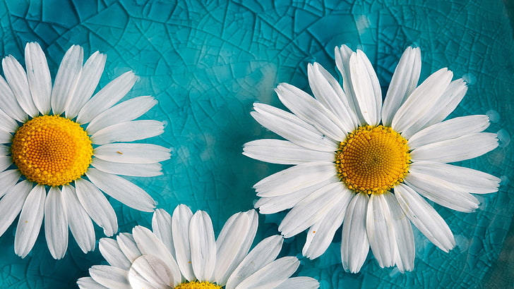 زهور بيضاء صفراء زرقاء زجاج متصدع تحميل خلفية عالية الدقة للجوال، خلفية HD