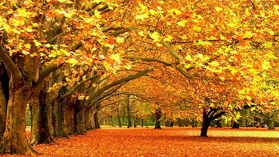 autumn in the park-Scenery HD wallpaper, maple tree, HD wallpaper HD wallpaper