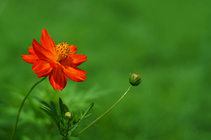 photo of red petaled flower, Contrast, photo, red, flower, Cosmos, Super, Takumar, F1.4, nature, plant, summer, petal, green Color, HD wallpaper