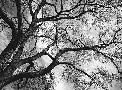 Árbol torcido, blanco y negro, blanco, negro, árbol, ramas, Fondo de pantalla HD HD wallpaper