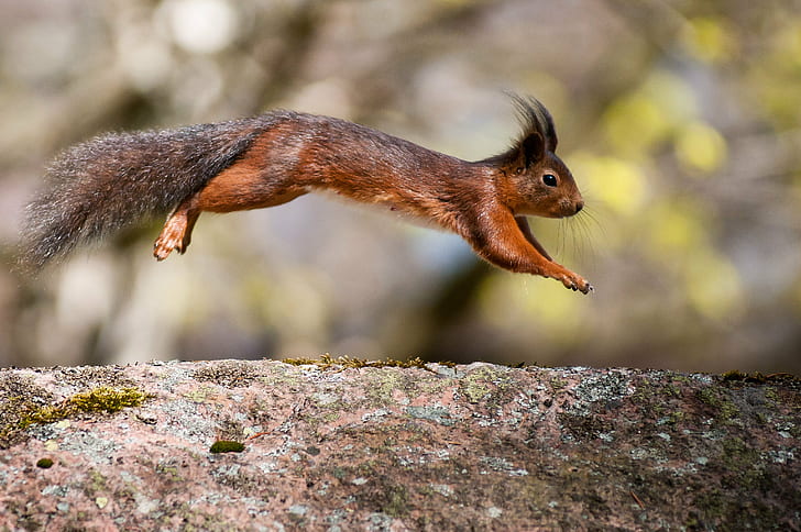 Tufted Ear Squirrel leaping above rock in selective focus photography, Jump, Tufted, Ear, rock, selective focus, photography, Red Squirrel, Sciurus vulgaris, Slottsskogen, animal, wildlife, nature, leap, squirrel, rodent, mammal, outdoors, brown, forest, HD wallpaper