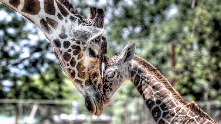 Zwierzęta Żyrafa Mother Cub Baby Czułość Tapety Hd na telefony komórkowe i laptopy 3840 × 2160, Tapety HD