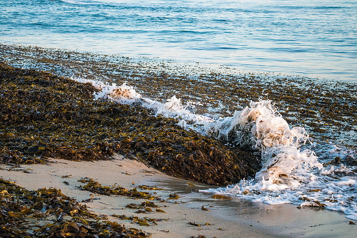 body of water, sea, foam, seaweed, landscape, HD wallpaper
