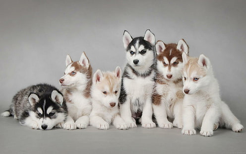6 cachorros husky así cortados, camada de cachorros husky siberiano, animal, perro, husky, cachorro, Fondo de pantalla HD HD wallpaper