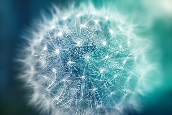 tilt shift photo of dandelion, dandelion, Bokeh, Dandelion, tilt shift, photo, flora, flower, plant, seed, seeds, bloom, blossom, spring, texture, background, fresh, organic, round, circle, circular, beauty, beautiful, epic, surreal, dreamy, elegant, soft, blur, macro, closeup, close  up, glow, green, turquoise, aquamarine, blue, cyan, white, black, vivid, colorful, color, colors, colour, colours, sirius, sdz, stock, image, picture, photomanipulation, mixed  media, media  art, ca, abstract, backgrounds, celebration, bright, HD wallpaper
