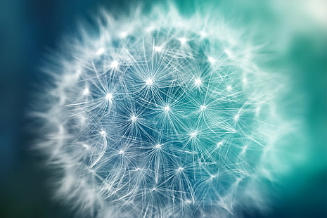 tilt shift photo of dandelion, dandelion, Bokeh, Dandelion, tilt shift, photo, flora, flower, plant, seed, seeds, bloom, blossom, spring, texture, background, fresh, organic, round, circle, circular, beauty, beautiful, epic, surreal, dreamy, elegant, soft, blur, macro, closeup, close  up, glow, green, turquoise, aquamarine, blue, cyan, white, black, vivid, colorful, color, colors, colour, colours, sirius, sdz, stock, image, picture, photomanipulation, mixed  media, media  art, ca, abstract, backgrounds, celebration, bright, HD wallpaper HD wallpaper