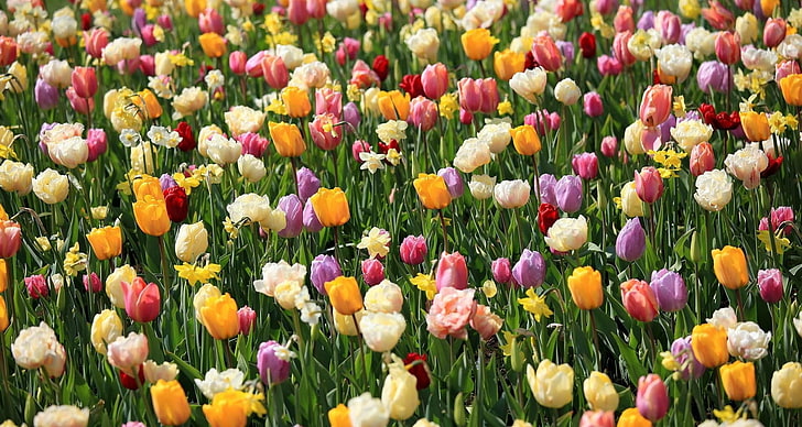 bed of white, pink, and purple tulip flowers, tulips, daffodils, flowers, flowerbed, spring, mood, HD wallpaper