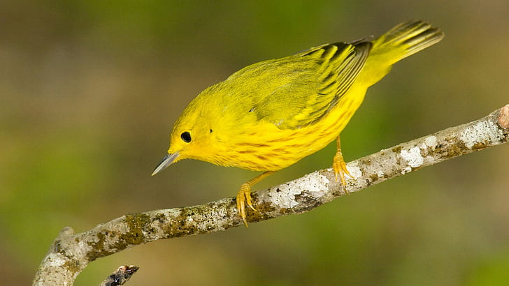 Птица HD, желтая и черная птица, животные, птица, HD обои