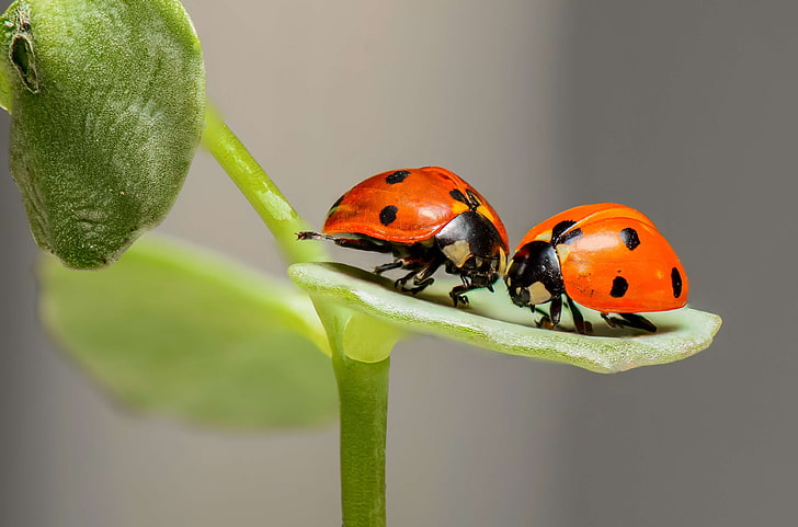bugs, color, colorful, colourful, flora, grass, insects, ladybugs, leaves, little, macro, outdoors, stem, tiny, HD wallpaper