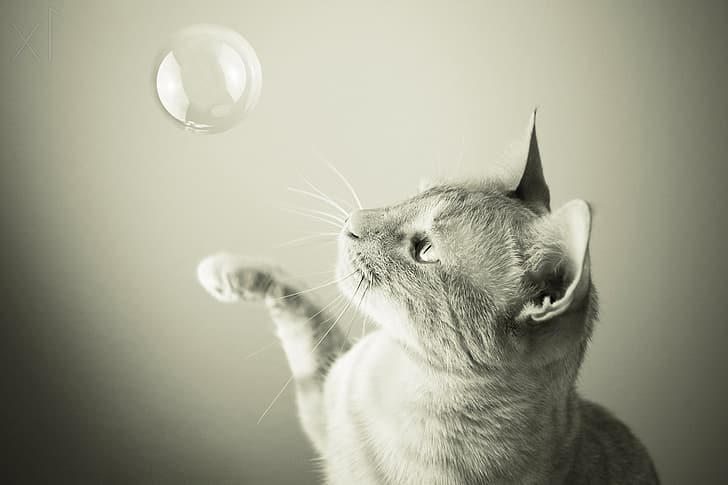 cat, bubble, soap bubble, Samantha Tran, HD wallpaper