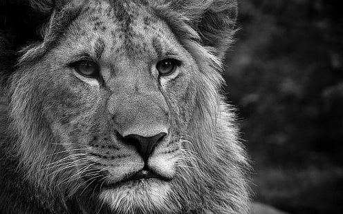 Nice Black White King, gray scale photo of lion, tiger, cool, lion, 3d, amazing, 720p, good, animals, HD wallpaper HD wallpaper