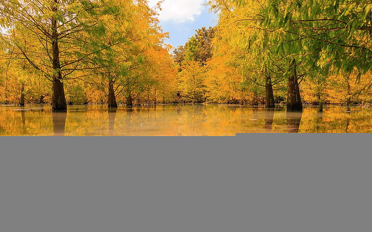 Блатни дървета отражение, природа, 1920x1200, дърво, отражение, блато, HD тапет