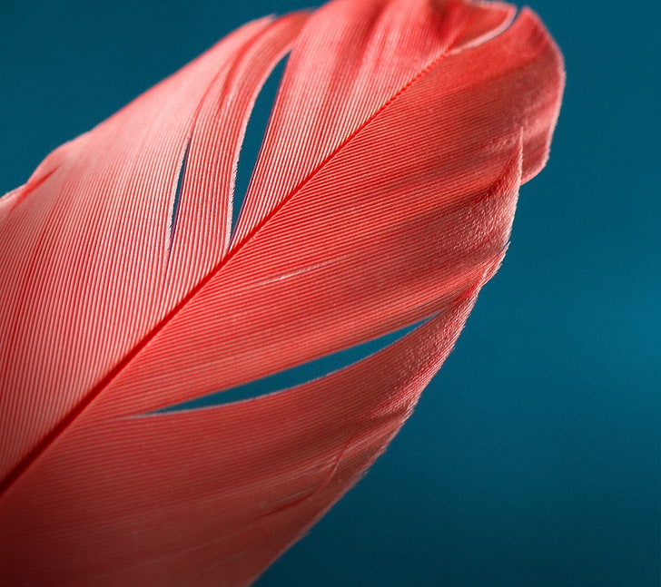 feathers, blue background, HD wallpaper