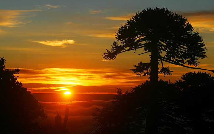 ภาพเงาของต้นไม้ใกล้แหล่งน้ำธรรมชาติภูมิทัศน์ต้นไม้พระอาทิตย์ตกเมฆหมอกเกาะชิลี, วอลล์เปเปอร์ HD
