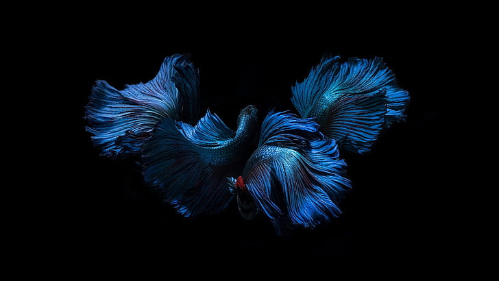 blue, color, fish, black background, fins, tails, HD wallpaper
