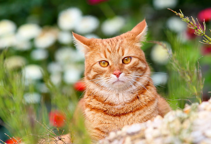 animals, summer, cat, cats, nature, cottage, Pets, red cat, Stepan, HD wallpaper