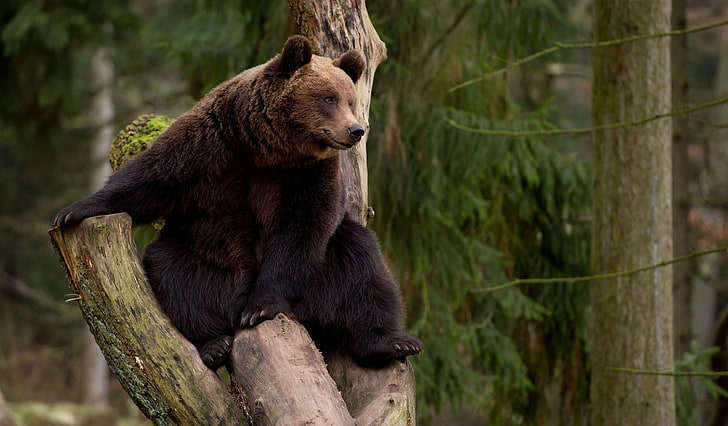 oso pardo y negro, árbol, oso, ocio, Fondo de pantalla HD