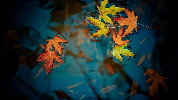 daun, air, musim gugur, daun, alam, Wallpaper HD