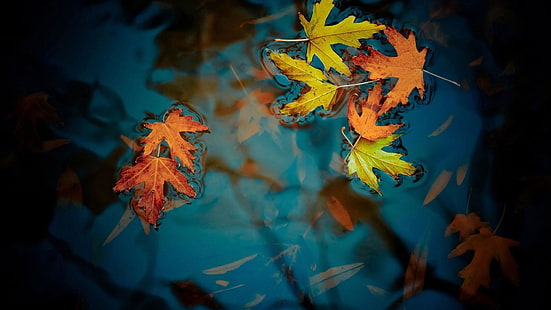 leaf, water, autumn, leaves, nature, HD wallpaper HD wallpaper