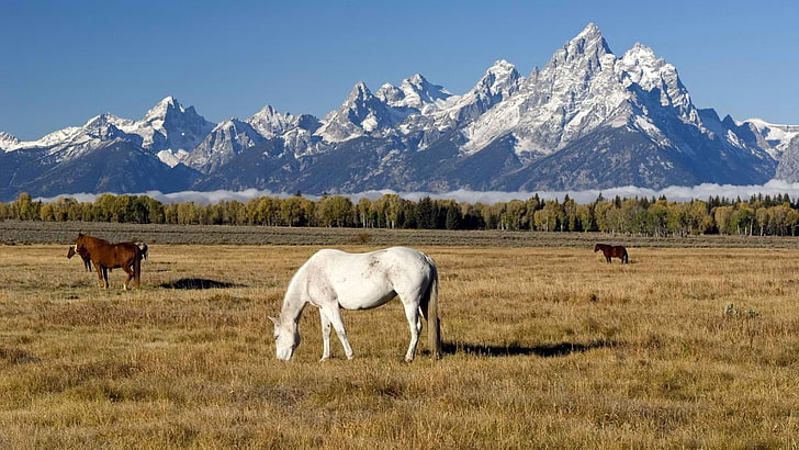 グランドティトン国立公園国立公園ワイオミング州の世界の馬1920x1080動物馬HDアート、世界、馬、 HDデスクトップの壁紙