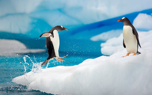 black and white penguins, penguins, couple, snow, ice, arctic, jump, antarctica, HD wallpaper HD wallpaper