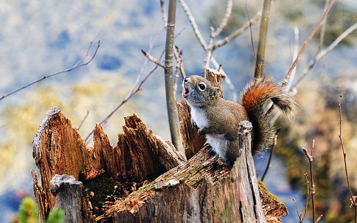 Squirrel on Branch, gray and white squirrel, stump, branches, moss, tree, squirrel, HD wallpaper