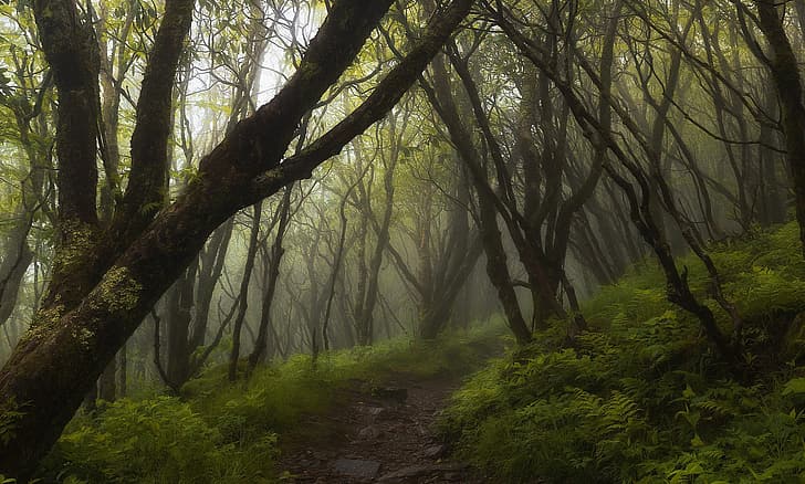 гора, дървета, мъгла, писта, HD тапет