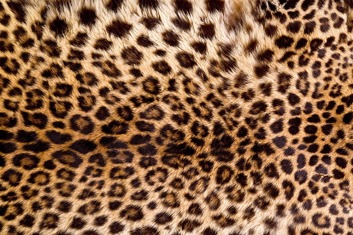 peau, fourrure, léopard, texture, animal, Fond d'écran HD