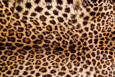 skin, fur, leopard, texture, animal, HD wallpaper HD wallpaper