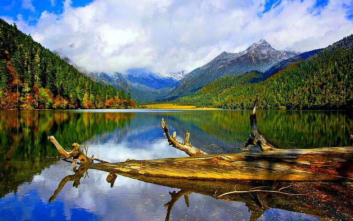 Log In The Lake, brown drift wood, reflection, mountain, lake, nature and landscapes, HD wallpaper