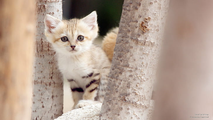 Sand Cat Kitten, Animals, HD wallpaper