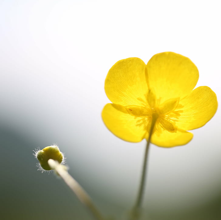 selective color photography of yellow Buttercup flower, sun-trap, selective color photography, yellow, Buttercup, flower, jenny, pics, nature, plant, close-up, petal, flower Head, HD wallpaper