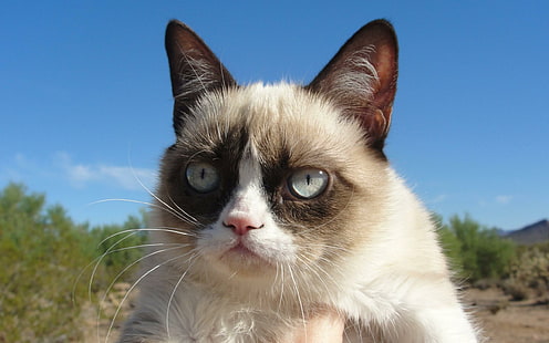grumpy cat, cat, dissatisfied, grumpy cat, dissatisfied, HD wallpaper HD wallpaper