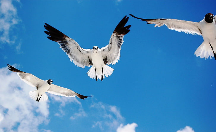 Seagulls Attack, three laughing gulls, Animals, Birds, Seagulls, Attack, HD wallpaper