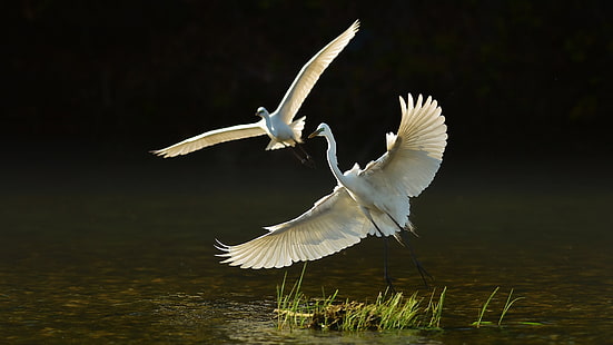 figurina di uccello bianco e nero, animali, natura, uccelli, Sfondo HD HD wallpaper