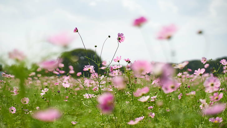 pink Cosmos flower field under white clouds blue sky, Fluffy, pink, Cosmos, flower, field, white clouds, blue sky, None, Contax, Planar, F1.4, nature, summer, meadow, plant, springtime, outdoors, pink Color, HD wallpaper