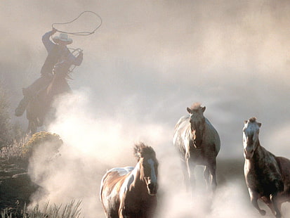 лошадь, ковбои, вестерн, животные, HD обои HD wallpaper