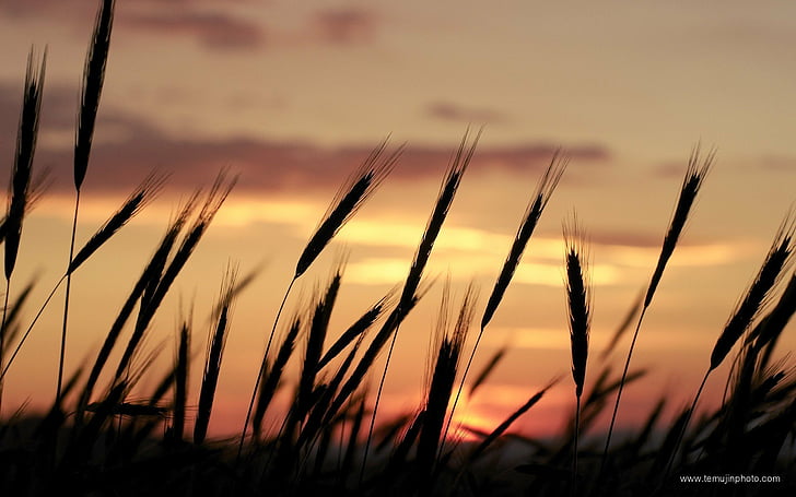 nature, portugal, silhouettes, skyscapes, sunset, wheat, HD wallpaper