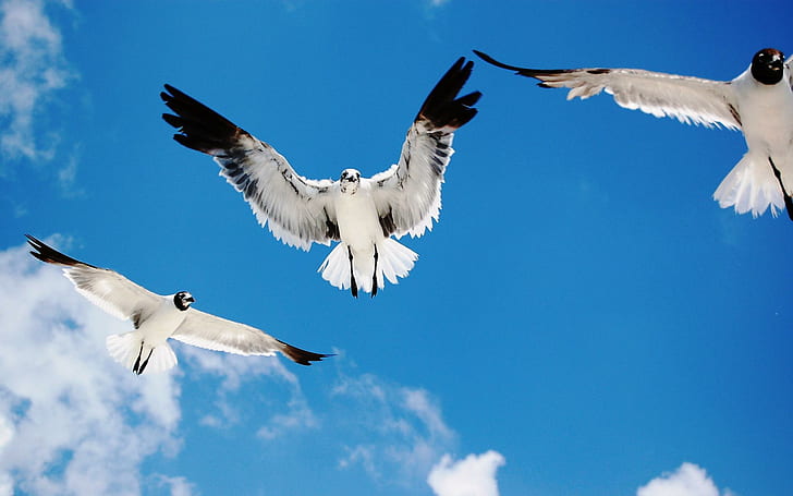 Seagulls Attack, 3 white gulls, seagulls, attack, animals and birds, HD wallpaper