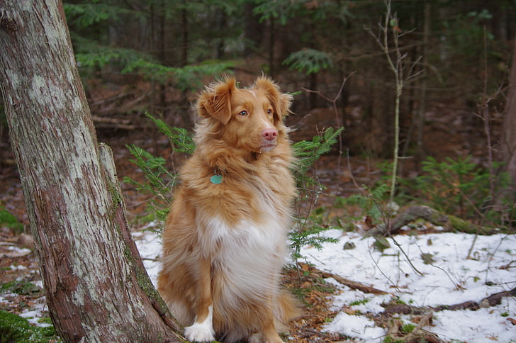Tiere, Hund, Natur, Nova Scotia Duck Tolling Retriever, Schnee, Bäume, HD-Hintergrundbild