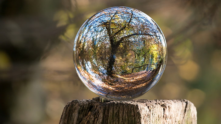palla di vetro trasparente, natura, paesaggio, tronchi, legno, sfera, vetro, riflesso, alberi, caduta, foglie, profondità di campo, distorsione, Sfondo HD