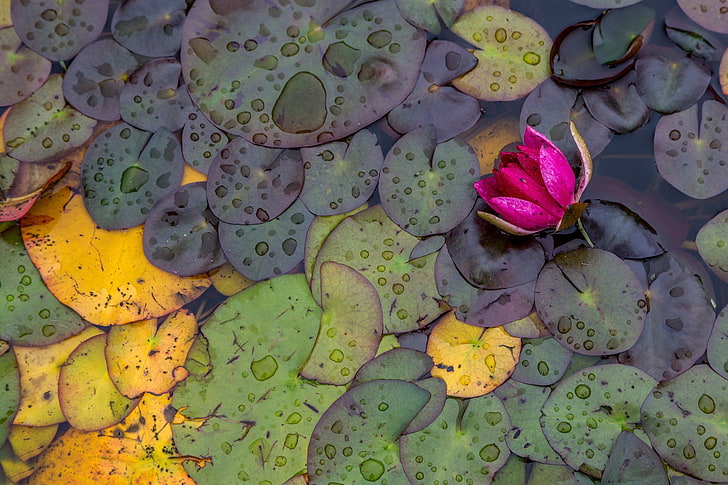 nenúfares en agua, agua, hojas, flores, plantas, Fondo de pantalla HD