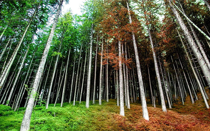árvores, troncos, careca, estações, primavera, outono, HD papel de parede