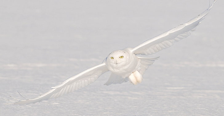 nature, animals, birds, owl, winter, snow, white, flying, camouflage, yellow eyes, wings, HD wallpaper