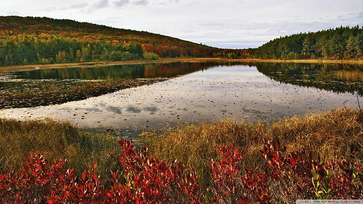 بركة Breakneck في Acdia Np Maine ، الغابات ، الأوراق ، البركة ، الخريف ، الطبيعة والمناظر الطبيعية، خلفية HD