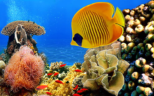 banc de poissons fond d'écran numérique, mer, poisson, algues, le fond, Fond d'écran HD HD wallpaper