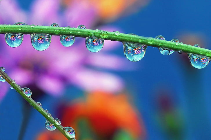 closeup photo of green stem with water drops, dreams, closeup, photo, green, stem, water, drops, macro, refraction, nature, purple, bokeh, droplet, Nikon  D200, love, pic, ish, Flickr, drop, dew, close-up, raindrop, freshness, wet, plant, green Color, summer, backgrounds, HD wallpaper