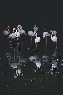 белый фламинго, фламинго, птицы, пруд, отражение, HD обои HD wallpaper