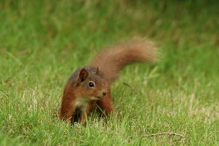Scoiattolo marrone su erba verde, scoiattolo rosso, scoiattolo rosso, scoiattolo, roditore, animale, mammifero, natura, marrone, fauna selvatica, all'aperto, carino, erba, Sfondo HD